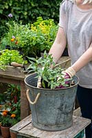 Planting a container herb garden. Step 5: Place the Vietnamese coriander in the container.