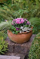Planting late summer pot step by step. A late summer container with pot Chrysanthemums, white winter heather, violas and Stipa tenuissima grasses.