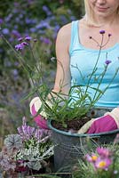 Planting a salvaged pot step by step. Place the Verbena bonariensis in the container.