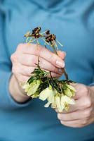 Fragrant winter posie step by step in January: After placing the clematis flowers round the hedge, stocky stems of witch hazel are assembled in a central position.