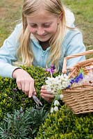 Child collecting flowers to make a Mother's day posie in April. Cutting wallflowers.