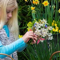 Mother's day posie step by step in April. Securing with a ribbon  the posie of pink Clematis armandii 'Apple Blossom', white amelanchier, daffodils, grape hyacinths, snowflakes, hellebores, lungwort, pear blossom and pink tulips.