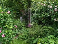 A gateway in traditional summer garden with borders filled with roses and perennials. On left, Rosa Ferdinand Pichard.