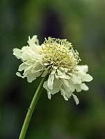 Cephalarea gigantea, giant yellow scabious, a perennial that stands over 2m tall.