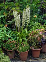 Pots filled with Diascia Coral Belle, Eucomis comosa Cornwood, coleus, Aeonium arboreum, sedum, Dahlia Tahoma Moonshot.