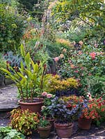 Pots of Cautleya spicata robusta - Himalayan Ginger, Surfinia petunia, Zinnia Swizzel Cherry and Ivory, Diascia Little Tango, Begonia sutherlandii. Behind: Dahlia Baby  Royal.