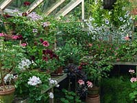 Greenhouse with shelves filled with pots of pelargonium, petunia, fuchsia, busy lizzie and aeonium.