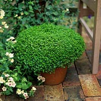 Soleirolia - Mind-your-own-business, an evergreen spreading perennial in pot.