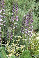 Border planting of Salix elaeagnos subsp. angustifolia, Tanacetum parthenium and Acanthus spinosus. Garden: The Flintknapper's Garden - A Story of Thetford. Designer: Luke Heydon. Sponsor: Thetford businesses and residents. RHS Hampton Court Flower Show, July 2014