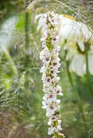 Verbascum chaixii 'Album'. Garden: The Flintknapper's Garden - A Story of Thetford. 