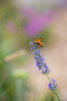 Skipper butterfly - Hesperiidae, gathering pollen from Lavandula angustifolia. Garden: The Flintknapper's Garden - A Story of Thetford. 