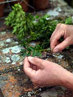 Box cuttings. Select only healthy new wood that is neither too woody nor sappy and soft. Strip away several pairs of leaves before, using clean, sharp secateurs, trim lengths to 10cm, cutting just below a leaf node.