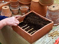 Root cuttings. Lay root cuttings horizontally, about 3cm apart, on damp compost in a shallow pot. Or, insert cuttings vertically, the right way up, into a deep pot, having made holes in the compost as deep as the cuttings.