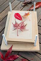 A variety of Autumnal leaves ready to be pressed