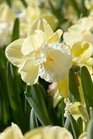 Narcissus 'Galactic Star' - Daffodil, May, Lisse, The Netherlands