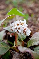 Bergenia 'Beethoven', May, Holter, Norway