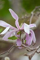 Magnolia 'Leonard Messel', May, Sweden