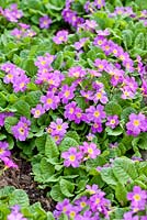 Primula x pruhoniciana 'Mrs Mac Gillivary', May, Sweden