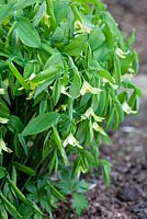 Uvularia perfoliata, May, Sweden