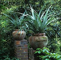 On brick pillars at shady entrance to town garden, 2 terracotta pots of Astelia chathamica Silver Spear, an exotic perennial.