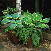 Collection of hostas and ferns in terracotta pots thrive in shade of a pergola.