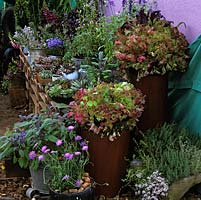 Mixture of containers of lettuce, scabious, sea pinks, succulents, sage, viola plus tomato plant in a colander. Shelves created from old wooden pallets.