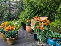 On wooden deck in spring, pots of orange Tulipa 'Prinses Irene' - left and right Tulipa 'Ballerina' with hosta and euphorbia. Edged in bamboo. Black and white cat.