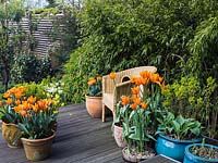 On wooden deck in spring, pots of orange Tulipa 'Prinses Irene' - left and right Tulipa 'Ballerina' with hosta and euphorbia. Edged in bamboo. 

