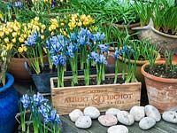 Assorted terracotta pots, wooden wine boxes and enamel containers of winter flowering bulbs - Crocus chrysanthus 'Romance', Narcissus 'February Gold' and Iris reticulata 'Alida'.