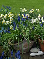 Winter bulb display. Pots of Narcissus canaliculatus and grape hyacinths - left to right, Muscari armeniacum 'Early Giant'. Behind: M. aucherii 'White Magic', 'Valerie Finnis' and latifolium.