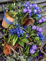 Suspended on hooks from slatted fence panels, old terracotta pots of Primula 'Blue Denim', Anemone blanda 'Blue Star, Crocus 'Blue Bird', Iris reticulata 'Harmony', Scilla siberica, trailing ivy and violas. 