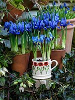 Iris reticulata 'Harmony' in terracotta pots. Behind, grape hyacinths. Trailing ivy and Clematis cirrhosa var. balearica climbing over stone shelf. Behind, slatted fence with hanging pots. In china mug, Iris reticulata.