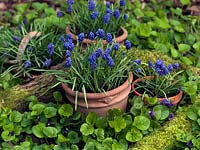 Containers of Muscari armeniacum 'Early Giant', a small bulb that flowers in winter with large, deep cobalt blue flowers. Set amongst wild Violas.