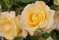 Rosa 'The Wainwright Rose'. Hybrid Tea Rose