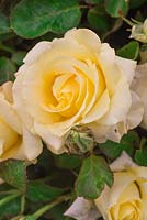 Rosa 'The Wainwright Rose'. Hybrid Tea Rose