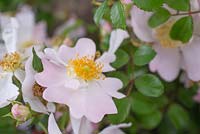 Rosa 'Partridge'. Procumbent Rose. 1984