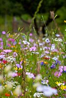 'Flower Power' annual meadow mix to help pollinators such as bees, hoverflies and butterflies. Blue flax, Catchfly, Dwarf morning glory, Sweet alyssum, Strawflower, Gypsophila, Red flax, Phacelia and Dimorphotheca sinuata