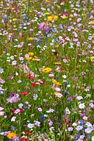 'Flower Power' annual meadow mix to help pollinators such as bees, hoverflies and butterflies. Blue flax, Catchfly, Dwarf morning glory, Sweet alyssum, Strawflower, Gypsophila, Red flax, Phacelia and Dimorphotheca sinuata
