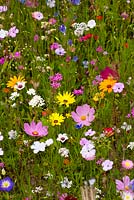 'Flower Power' annual meadow mix to help pollinators such as bees, hoverflies and butterflies. Blue flax, Catchfly, Dwarf morning glory, Sweet alyssum, Strawflower, Gypsophila, Red flax, Phacelia, Dimorphotheca sinuata and Cosmos