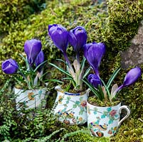 Vintage coffee cups, planted with Crocus 'Blue Bird', nestle on an old mossy wall.