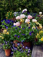 Spring container display with Tulipa 'Angelique', Viola 'Denin Jump Up' and Sorbet, with Narcissus jonquilla 'La Belle'.