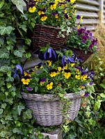 A spring display of hanging baskets with bedding Viola 'Yellow Duet', 'Denim Jump Up' and 'Rasperry' with Clematis 'Francis Rivis' growing in between.