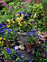 A spring container display of bedding Viola 'Yellow Duet', 'Denim Jump Up' and 'Sorbet' with Narcissus jonquilla 'La Belle'.