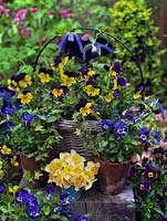 A spring container display of bedding Viola 'Yellow Duet', 'Denim Jump Up' and 'Sorbet' with Narcissus jonquilla 'La Belle'.