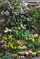 Spring ontainer display. Clockwise, left to right - Narcissus 'Double Smiles', N. 'Jetfire', N. 'Jonquilla Derringer', Narcissus cyclamineus 'Cotinga', N. 'Jack  Snipe', N. obvallaris. Above, Clematis armandii edges wall basket of N. canaliculatus. In bed on right, blue pulmonaria and dicentra. Primulas in small pots.
