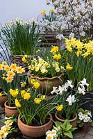 Spring flowering daffodils in front of Amelanchier x lamarckii in blossom. Clockwise left to right: Narcissus cyclamineus 'Cotinga', N. jonquilla 'Derringer', N. 'Jack Snipe', N. 'Double Smiles' with golden violas, N. 'Pippit' and N. 'Double Smiles' again. Below, blue viola and golden primula.