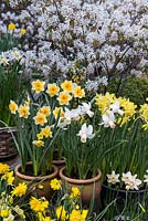 Spring flowering daffodils in front of Amelanchier x lamarckii in blossom. Clockwise left to right - Narcissus 'Double Smiles', N. 'Jack Snipe', N. cyclamineus 'Cotinga', N. jonquilla 'Derringer', N. 'Pippit' and N. 'Bell Song'.