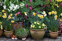 A spring container display with Narcissus 'Derringer', 'Orangerie' and 'Silver Chimes', with Liriope, muscari, viola and Lamprocapnos spectabilis behind.