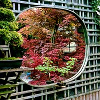 Mirror on trellis side wall of Japanese garden reflects red leaved Japanese acers.