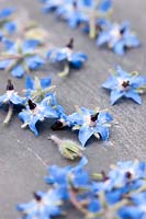 Fresh borage flowers taken off their storks ready to be added to an ice tray.